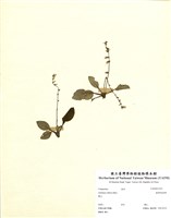 藏品(臺灣鬼督郵)的圖片